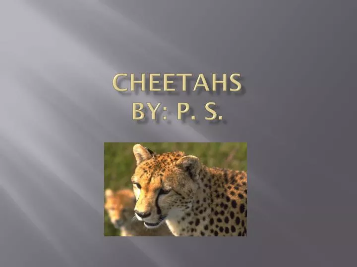 cheetahs by p s