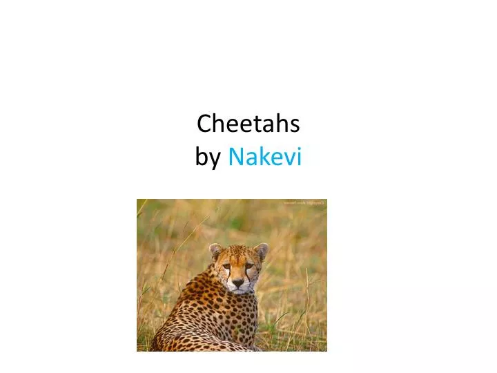 cheetahs by nakevi