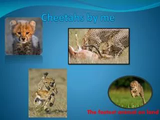 Cheetahs by me