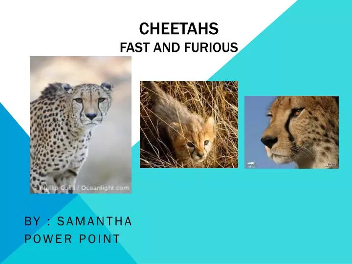cheetahs fast and furious