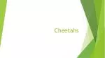 Cheetahs