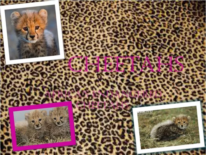 cheetahs