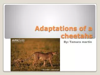 Adaptations of a cheetahs