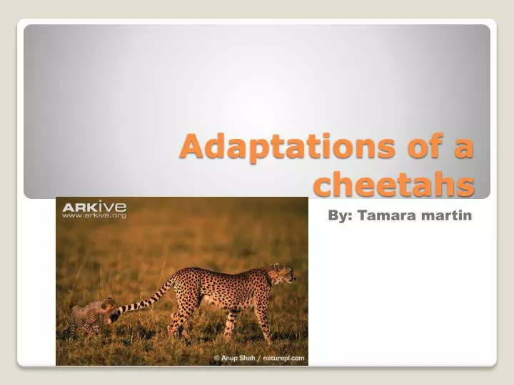 adaptations of a cheetahs