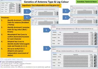 Genetics of Antenna T ype &amp; Leg Colour