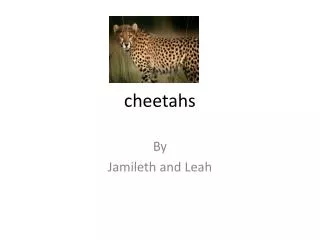 cheetahs