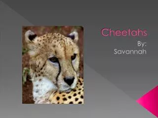 Cheetahs