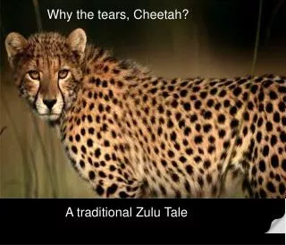 Why the tears, Cheetah?