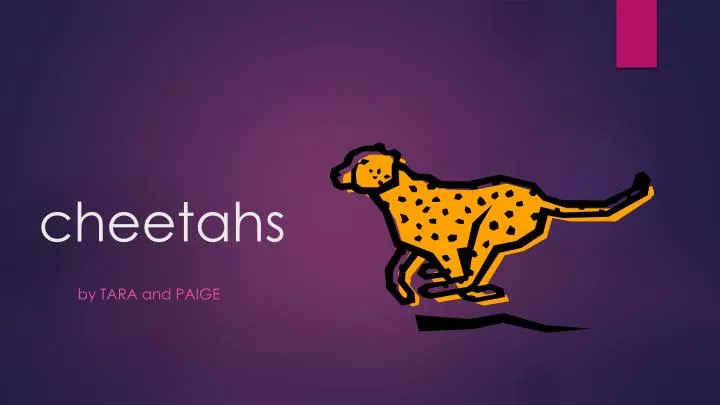 cheetahs