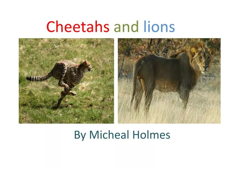 cheetahs and lions