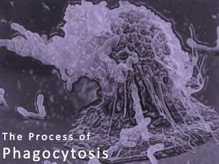 The Process of Phagocytosis