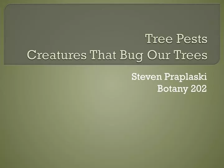 tree pests creatures that bug our trees