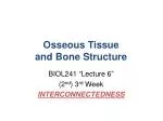 Osseous Tissue and Bone Structure - slide 1