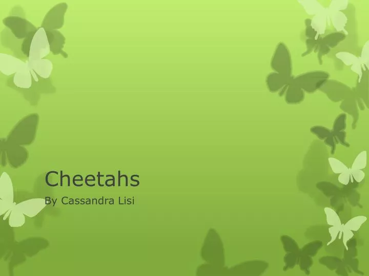 cheetahs