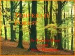 Temperate Forest - slide 1