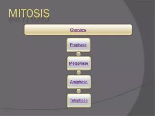 Mitosis