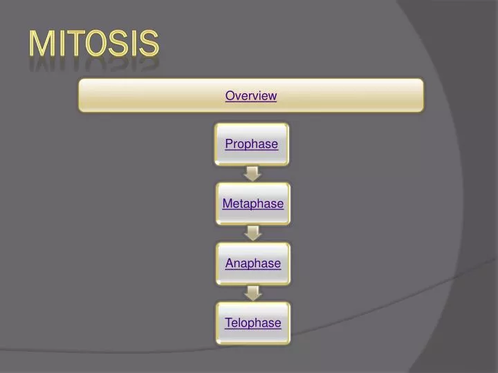 mitosis