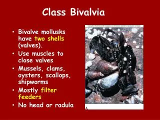 Class Bivalvia