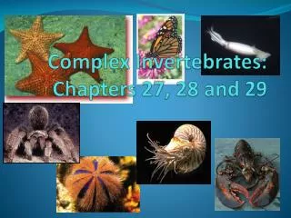 Complex Invertebrates: Chapters 27, 28 and 29