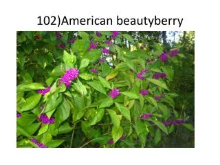 102)American beautyberry