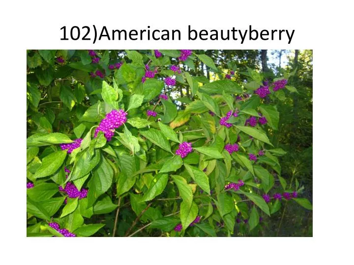 102 american beautyberry