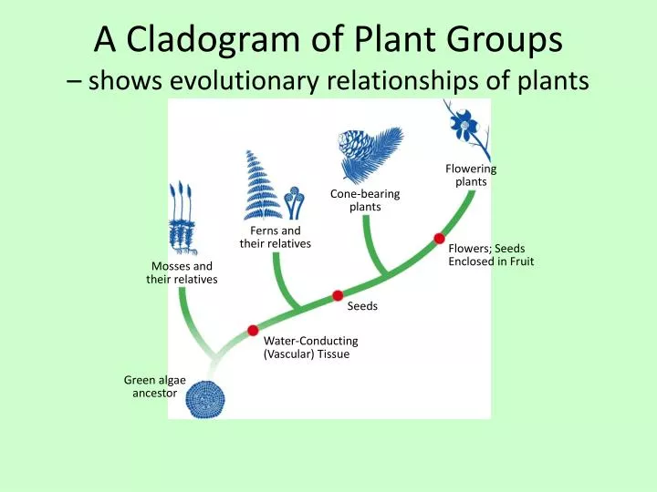 a cladogram of plant groups shows evolutionary relationships of plants