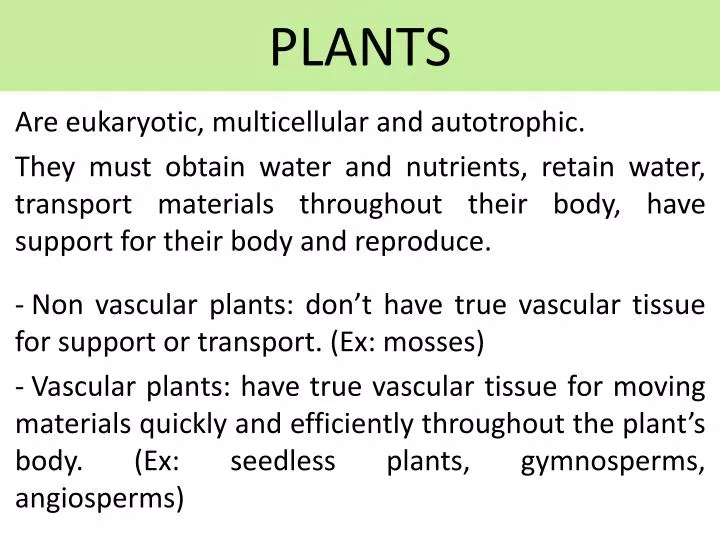 plants