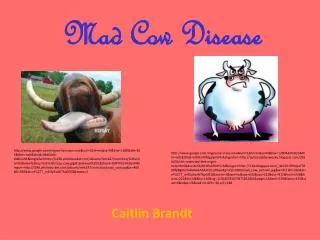 Mad Cow Disease