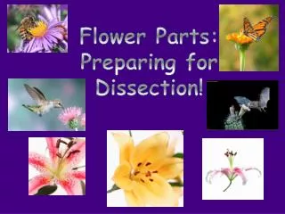 Flower Parts: Preparing for Dissection!