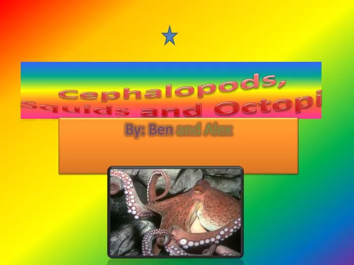 cephalopods squids and octopi