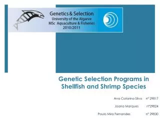 Genetic Selection Programs in Shellfish and Shrimp Species