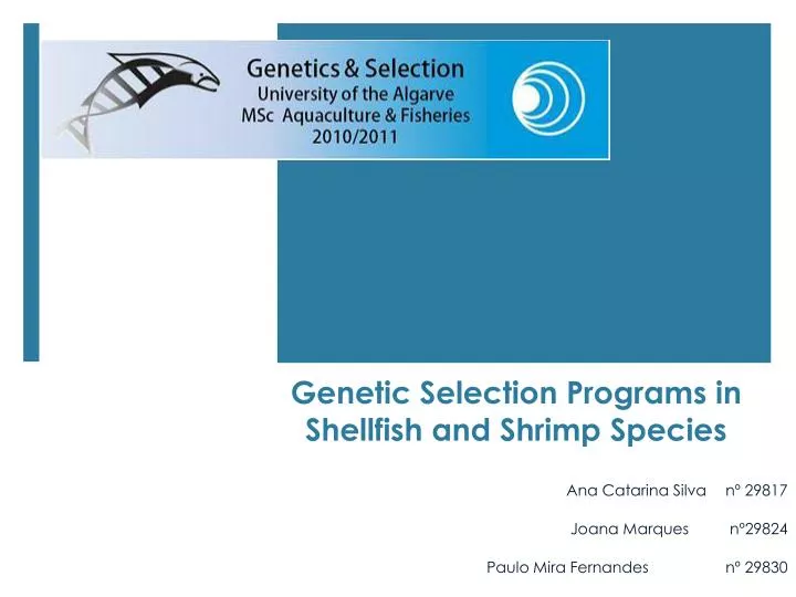 genetic selection programs in shellfish and shrimp species