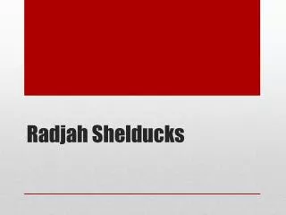 radjah shelducks