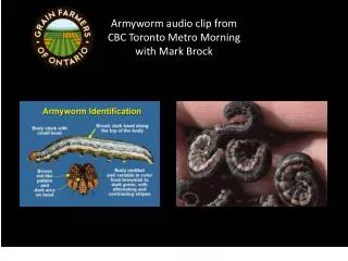 Armyworm audio clip from CBC Toronto Metro Morning with Mark Brock