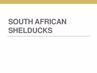 South African Shelducks