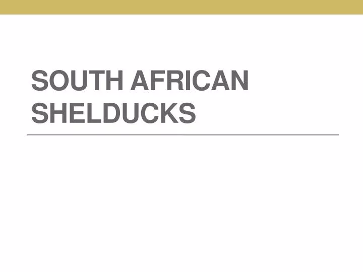 south african shelducks