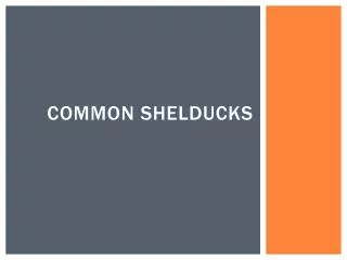 common shelducks