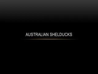 australian shelducks