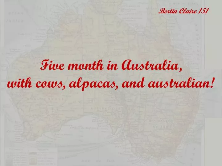 five month in australia with cows alpacas and australian