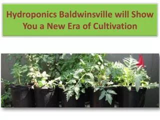HHydroponics Baldwinsville will Show You a New Era of Cultiv