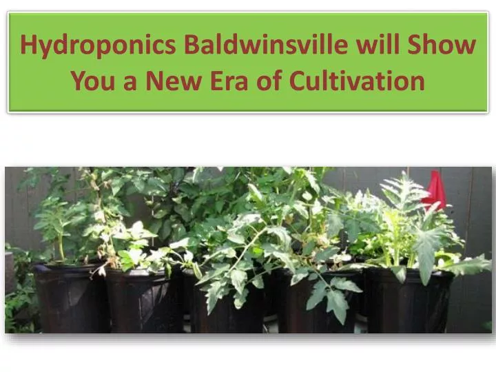 hydroponics baldwinsville will show you a new era of cultivation