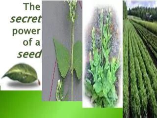 The secret power of a seed