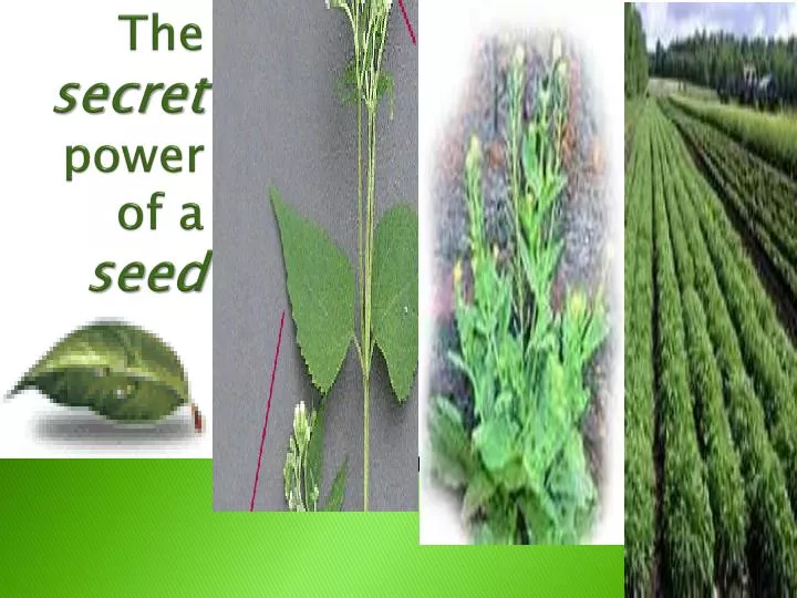 the secret power of a seed