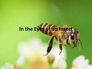 In the Eyes of an Insect