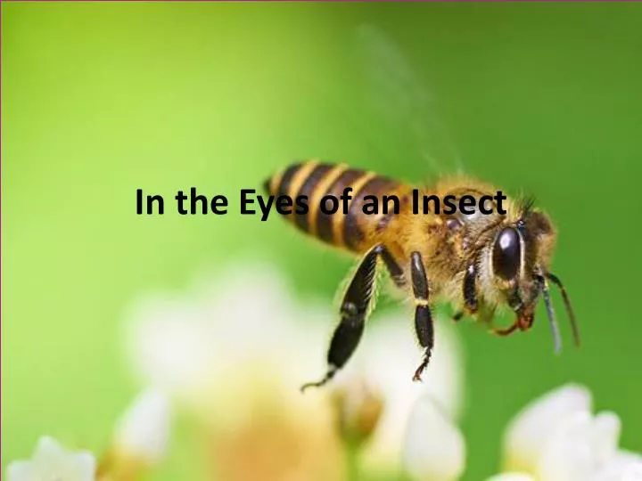 in the eyes of an insect