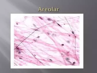 areolar