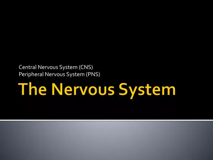 central nervous system cns peripheral nervous system pns
