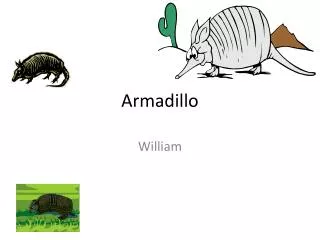armadillo