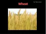 Wheat - slide 1