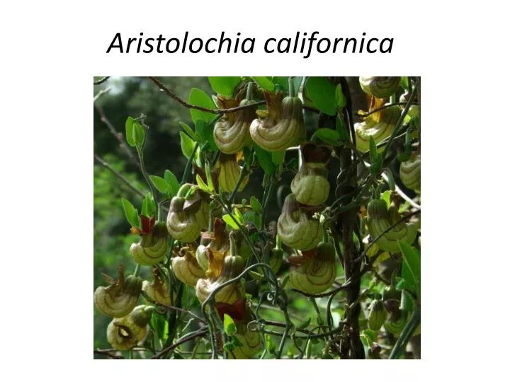 aristolochia californica